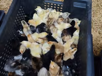 Тооктор — сүрөт 2