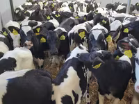 सांड, गोलस्टीन नस्ल — फ़ोटो 1