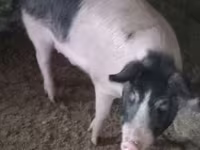 公猪, Pigs — 照片 1