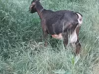 Capră, Nubian Goat — foto 4