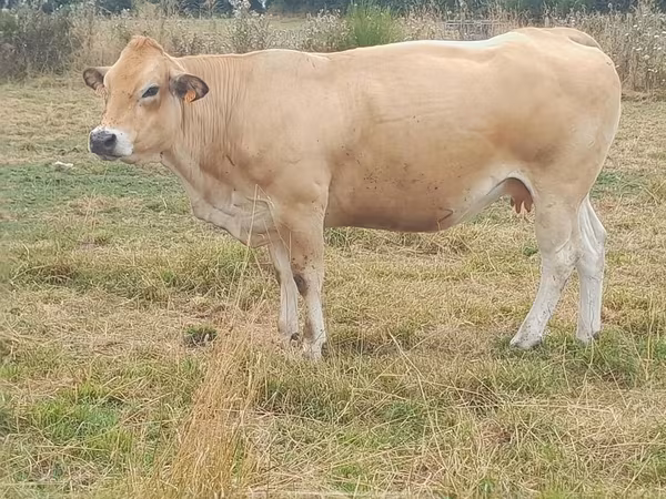 Vaca, Partenaise cattle
