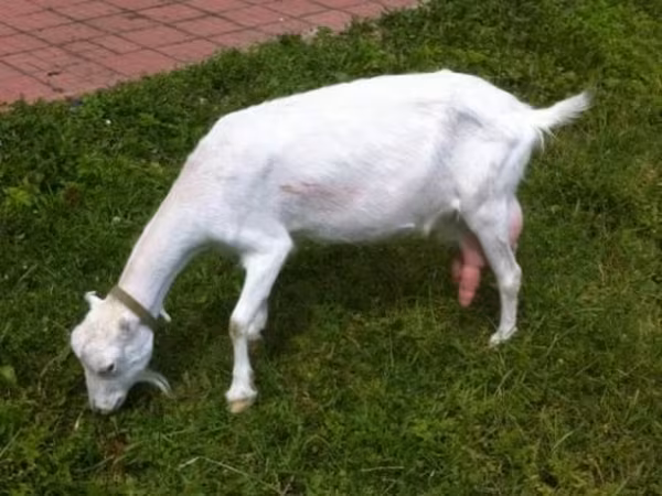 Goat, Saanen goat