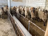 Oaie, Awassi sheep — foto 2