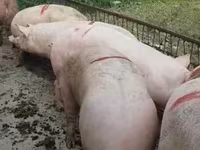 मादा सूअर, Крупная белая — फ़ोटो 2