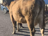 بقرة, Simmental cattle — الصورة 4