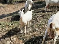 Cabra, Cabras — foto 1