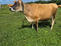 Vache, Race Jersey — photo 5