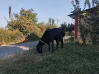 Ram, Red Karaman sheep — photo 2