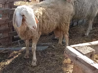Berbec, Assaf sheep — foto 4