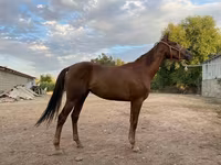 فرس, Canadian horse breed — الصورة 1
