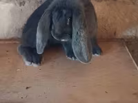 मेढ़ा, भेड़ — फ़ोटो 5