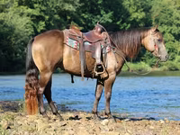 حصان, Quarter Horse — الصورة 6