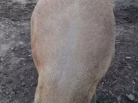 Säue, Schweine — Foto 2