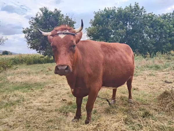 Cow, Cattle — Moldova