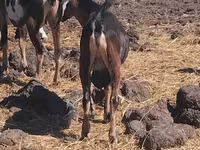 Cabro, Cabras — foto 1