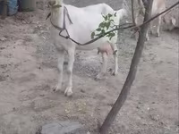 Cabra, Cabras — foto 4