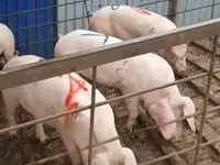 Кабан, Чочколор — сүрөт 7