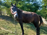 Cavalo, Cavalos — foto 4