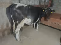 Vaca, Raça Holstein — foto 3