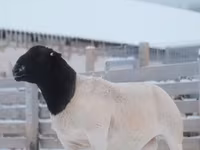 Кочкор, Дорпер кой — сүрөт 3