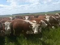 Toro, Hereford — foto 5