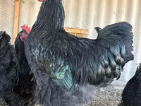 Jersey Giant — Foto 7