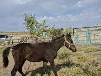 घोड़ी, Kazakh horse — फ़ोटो 1