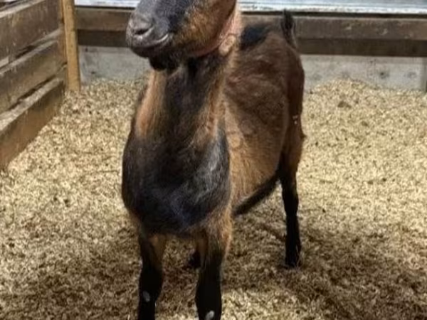 Ziegenbock, Alpine goat