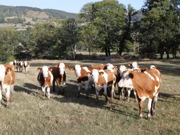 Vaca, Montbéliarde