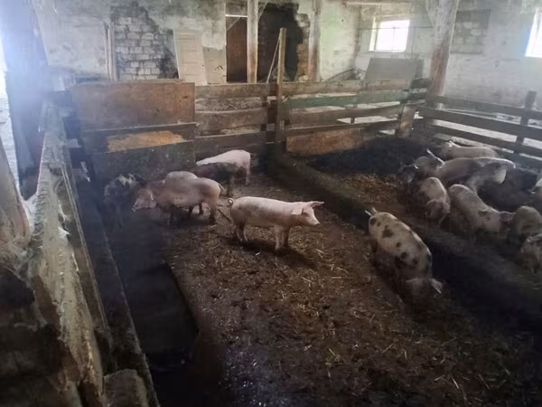 Scroafă, Porci — Republica Moldova