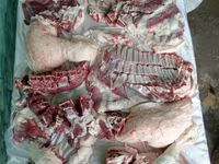 Berbec, Rhon sheep — foto 6
