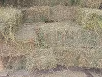 Продам люцерну — الصورة 3