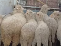 Sheep, Merino sheep — photo 3