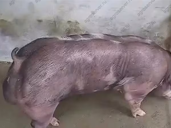 Boar, Pigs