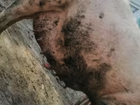 Säue, Schweine — Foto 1