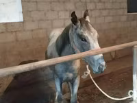 At, Horse breed — foto 2