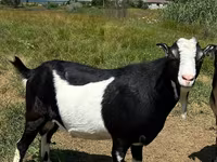 Keçi, LaMancha goats — foto 2