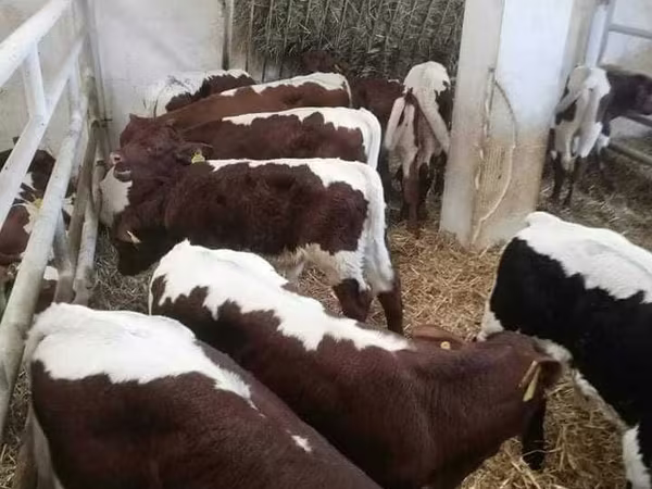 Bou, Vaca Limousine