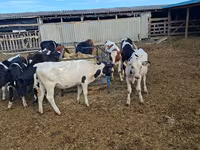 公牛, Cattle — 照片 3