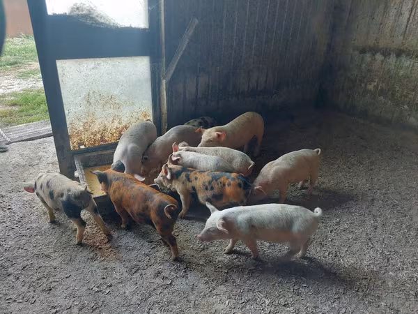 Verrat, Porcs — Moldavie