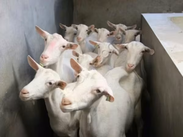 Goat, Goats