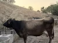 بقرة, Ukrainian Brown Dairy Cattle — الصورة 2