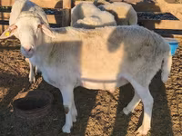 Widder, Assaf sheep — Foto 2