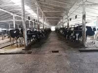 Vacă, Swiss cattle — foto 1