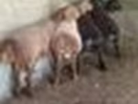 Bélier, Arashan sheep — photo 8