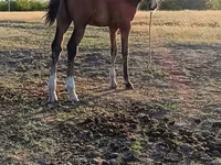 母马, Horses — 照片 1
