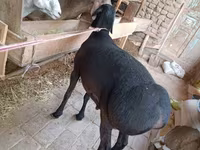 كبش, الأغنام — الصورة 3