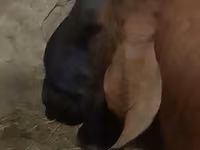 Cabro, Nubian Goat — foto 3