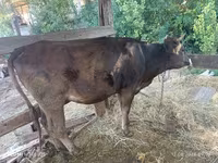 Vache, Race Alatauskaya — photo 3