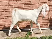 Cabra, Nubian Goat — foto 5